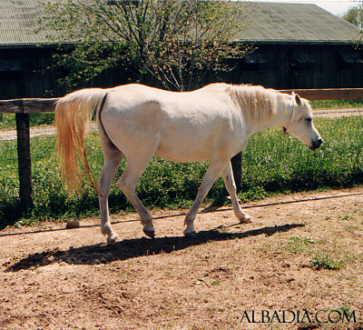 Ansata Nefara ( Ansata Halim Shah x Ansata Sudarra )