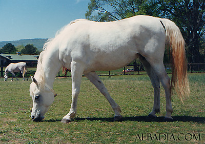Ansata Nefara ( Ansata Halim Shah x Ansata Sudarra )