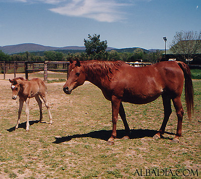 Ansata Sokar ( Imperial Madheen x Ansata Samantha ) with Ansata Samantha