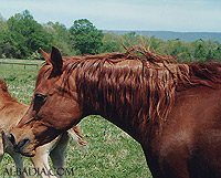Ansata Samantha ( *Ansata Ibn Halima x Ansata Delilah )