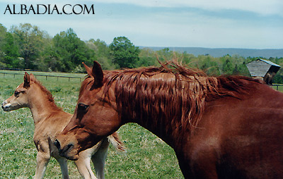 Ansata Sokar ( Imperial Madheen x Ansata Samantha ) with Ansata Samantha