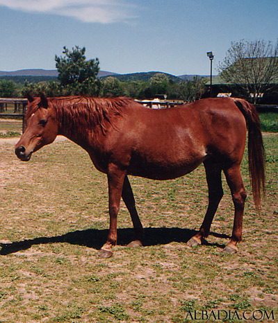 Ansata Samantha ( *Ansata Ibn Halima x Ansata Delilah )