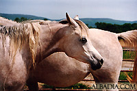 Ansata Selket ( Ansata Halim Shah x Ansata Samarra )