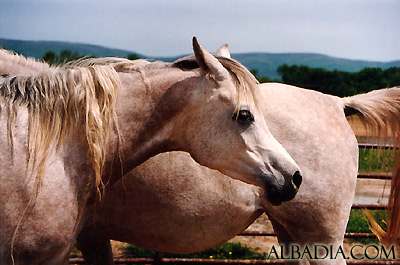 Ansata Selket ( Ansata Halim Shah x Ansata Samarra )