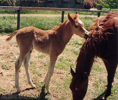 Ansata Sokar ( Imperial Madheen x Ansata Samantha )