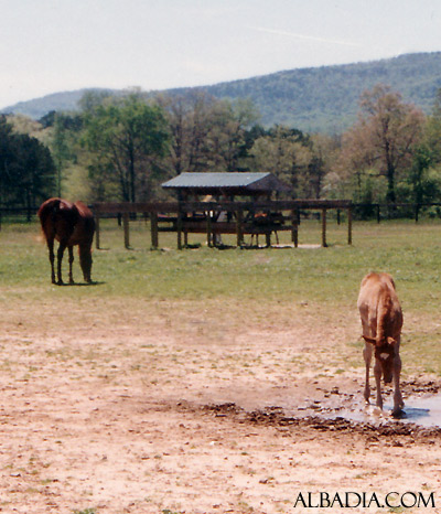 Ansata Sokar ( Imperial Madheen x Ansata Samantha ) playing in the water
