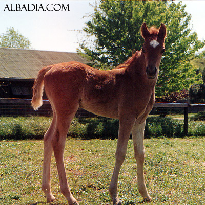 Ansata Sokar ( Imperial Madheen x Ansata Samantha )