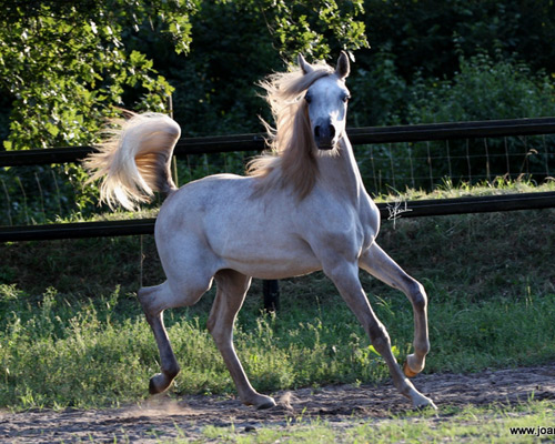 Ghazal Al Badia ( Laheeb Al Nasser x Hanaa Al Badia )