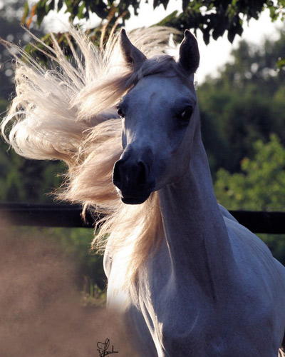 Ghazal Al Badia ( Laheeb Al Nasser x Hanaa Al Badia )