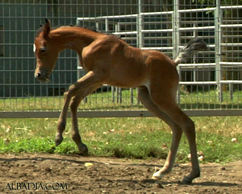 Hala Al Badia ( Kamal Ibn Adeed x Hanaa Al Badia )